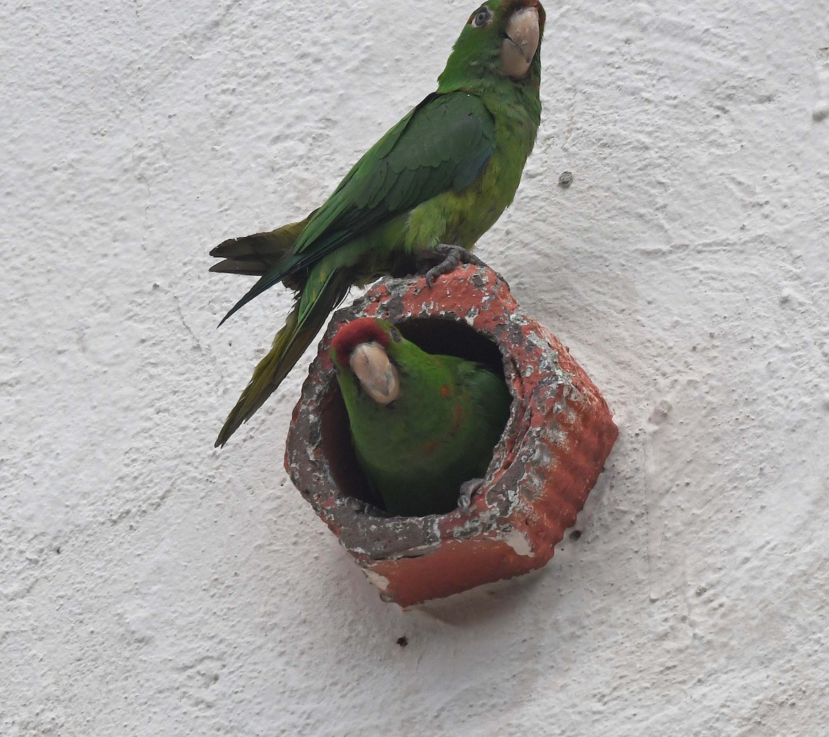 Scarlet-fronted/Cordilleran Parakeet - ML465904961