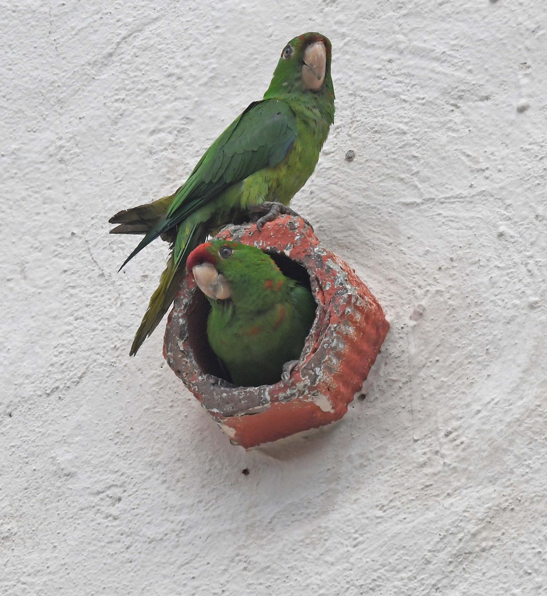 Scarlet-fronted/Cordilleran Parakeet - ML465904991