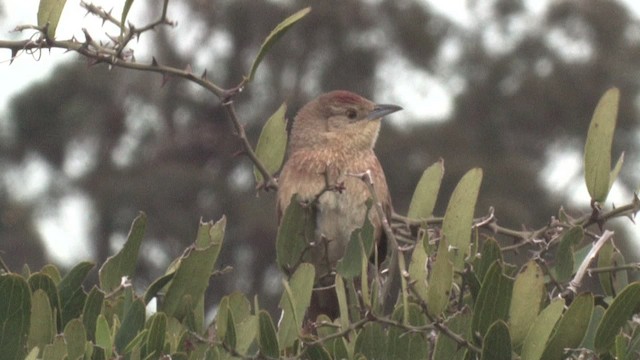 Freckle-breasted Thornbird - ML465905