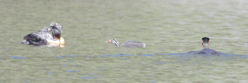 Red-necked Grebe - ML465905251