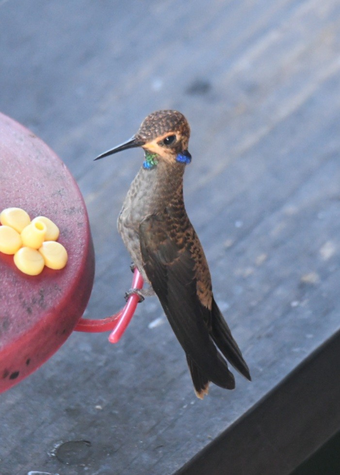 Brown Violetear - ML465905761