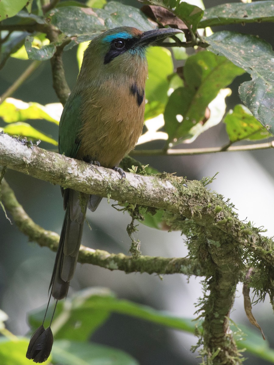 Keel-billed Motmot - ML465906071