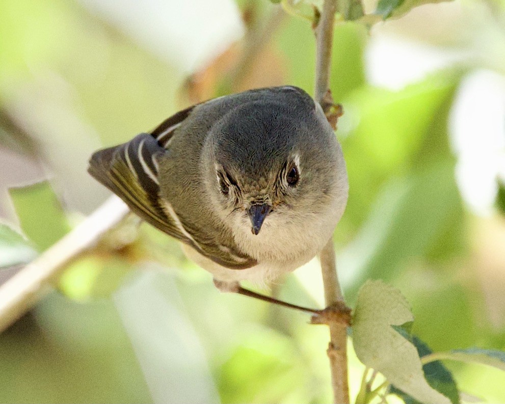 Ruby-crowned Kinglet - ML465906411