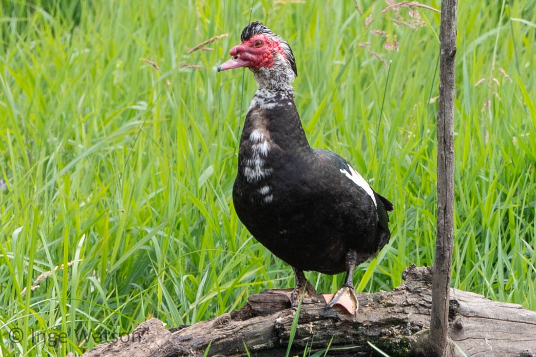 Muscovy Duck (Domestic type) - ML465906951