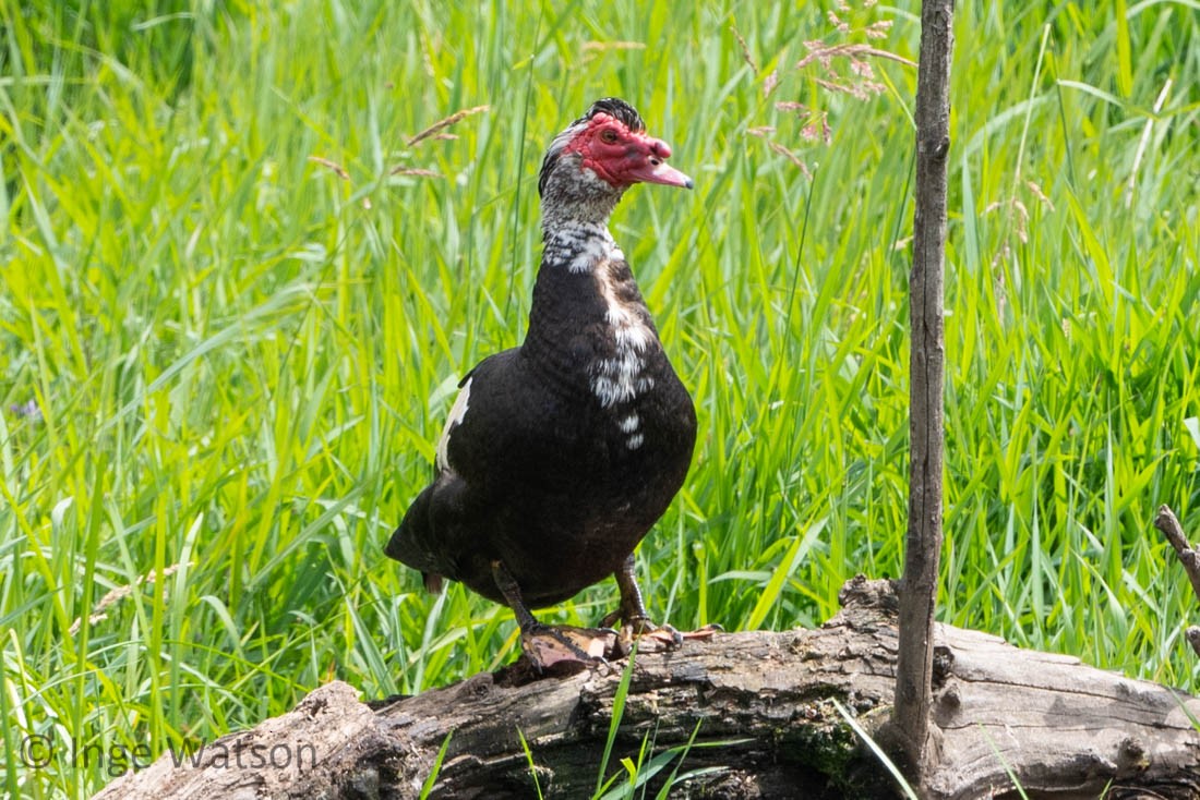 Muscovy Duck (Domestic type) - ML465906961