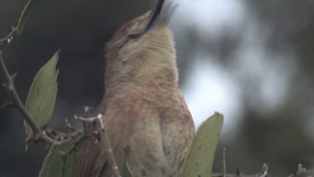 Freckle-breasted Thornbird - ML465907