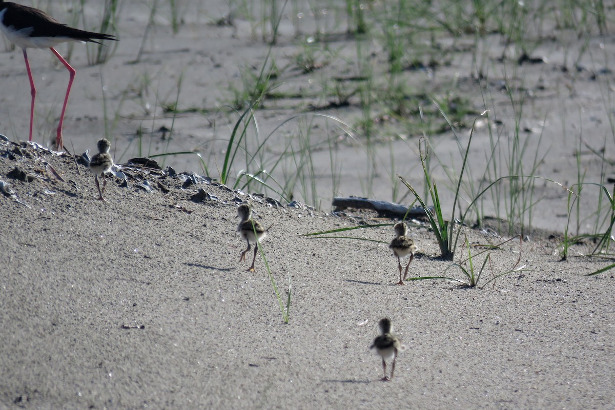 Black-necked Stilt - Jacob Warren