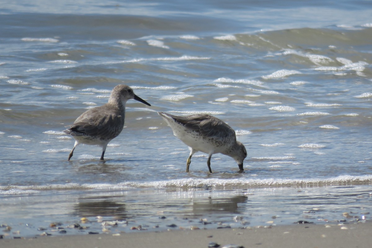 Red Knot - Jacob Warren