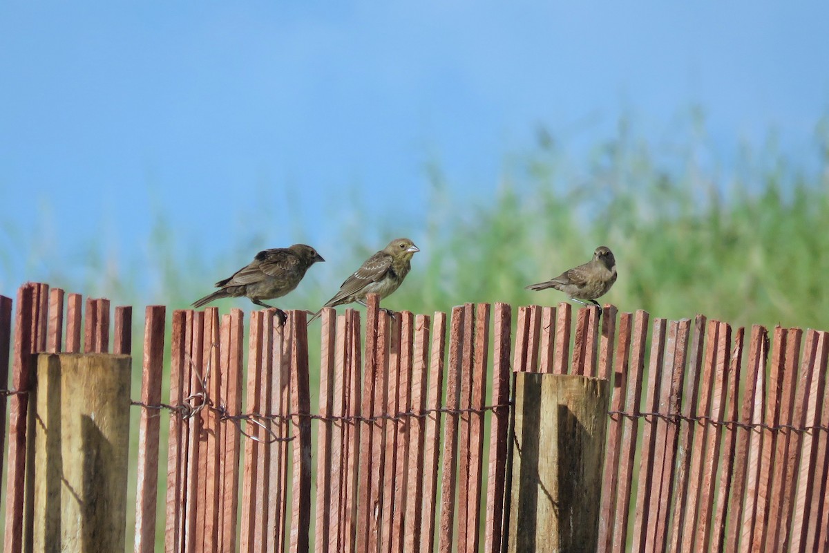 Brown-headed Cowbird - Jacob Warren