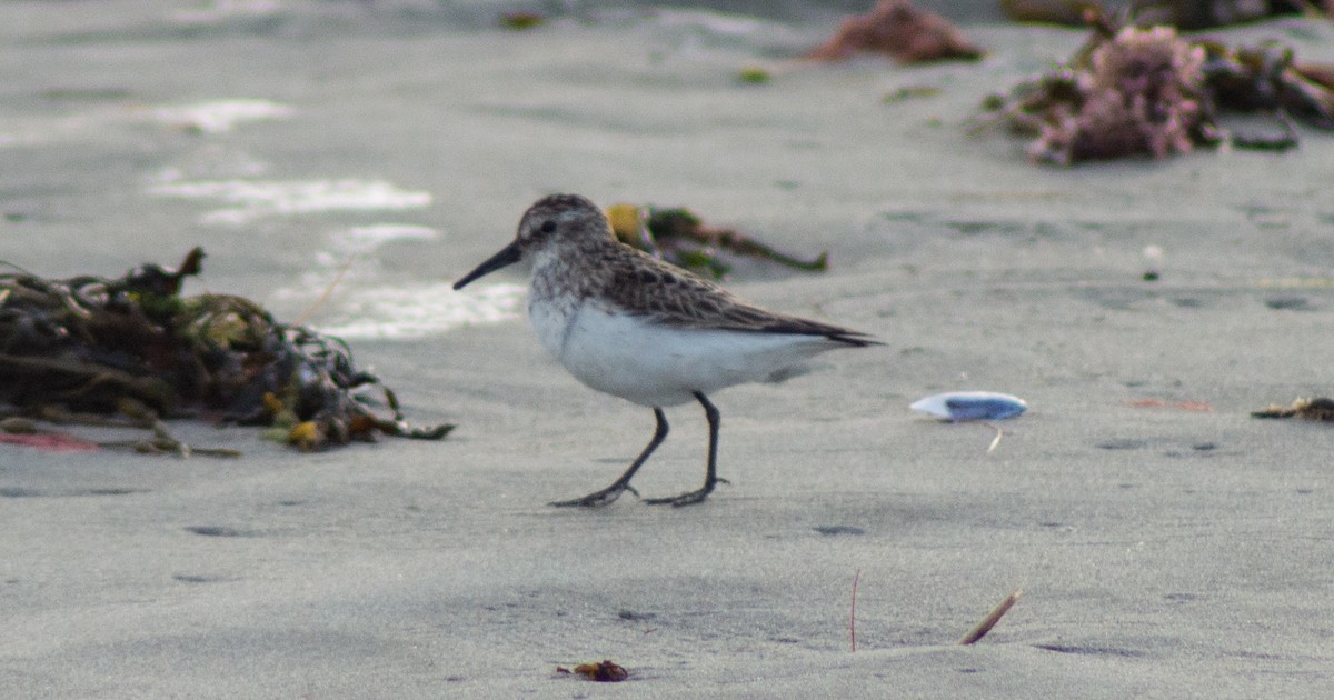 Semipalmated Sandpiper - Trenton Voytko