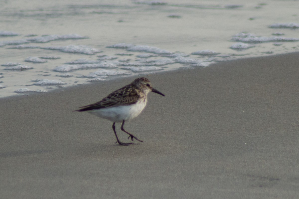 Semipalmated Sandpiper - ML465907931