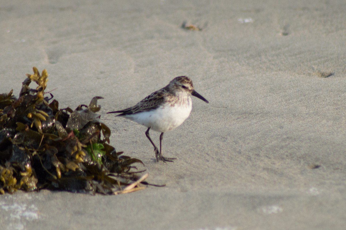 Semipalmated Sandpiper - Trenton Voytko