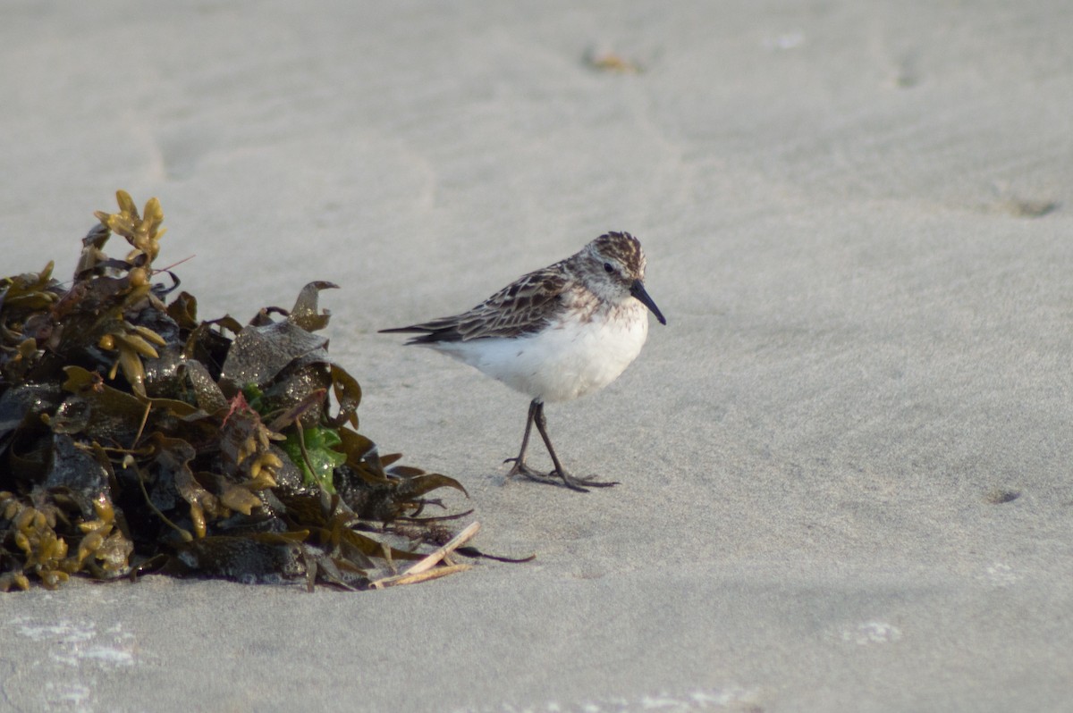 Semipalmated Sandpiper - Trenton Voytko