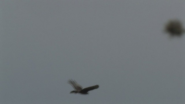 Long-winged Harrier - ML465908