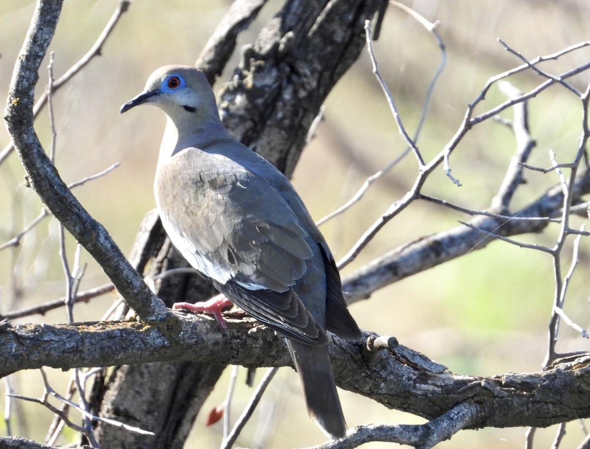 White-winged Dove - ML465908491