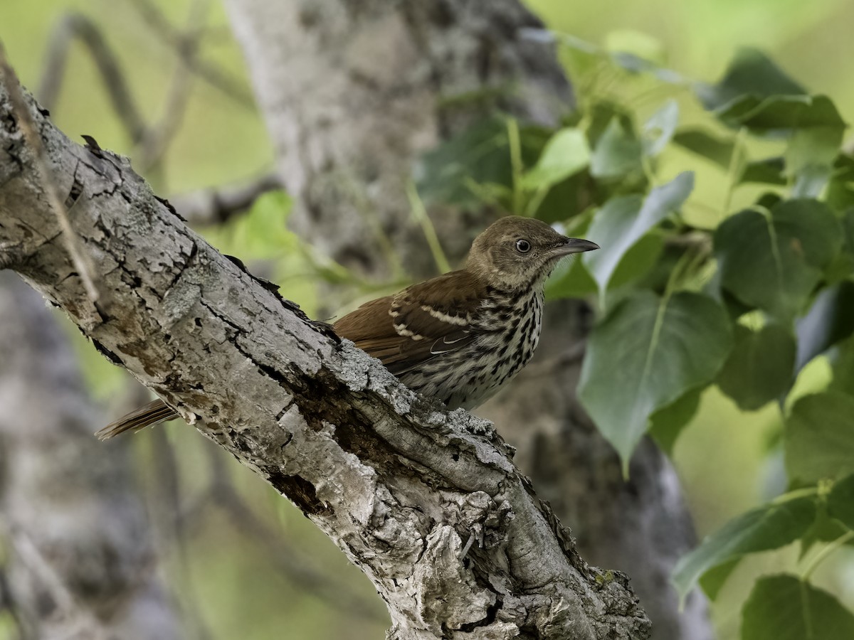 Brown Thrasher - ML465909321