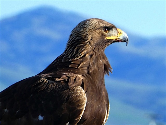 Golden Eagle - ML46590961