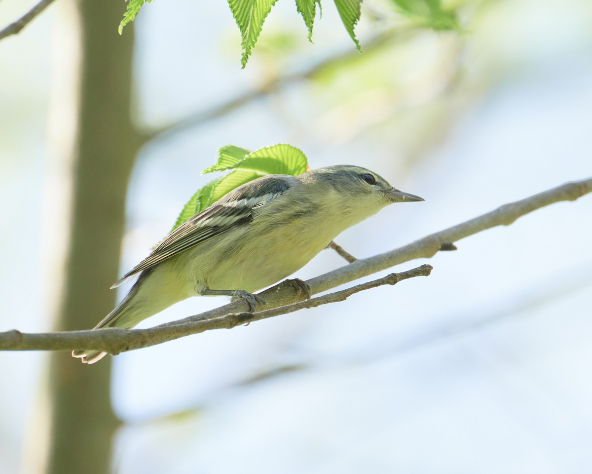 Cerulean Warbler - ML465910021