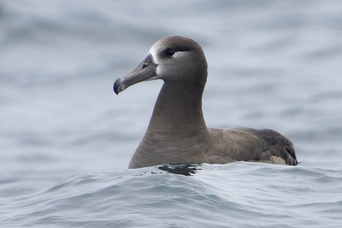 Kara Ayaklı Albatros - ML465910261