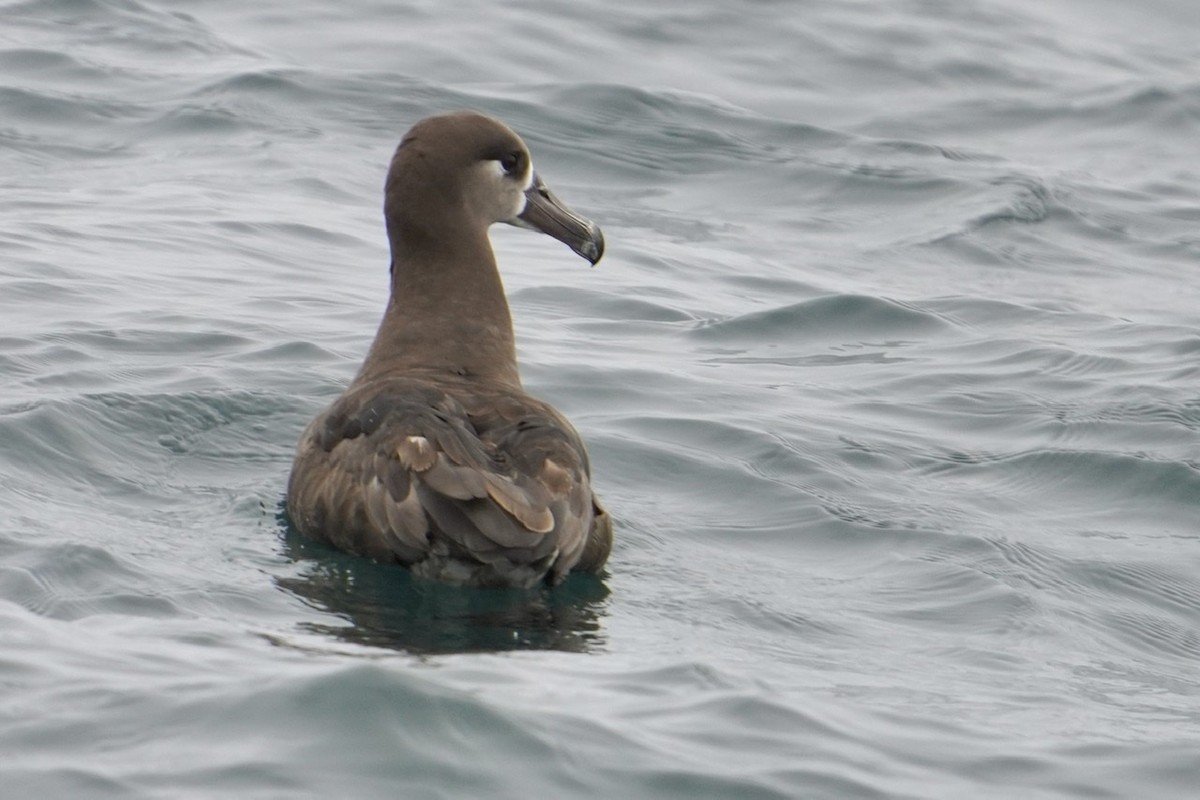 Albatros à pieds noirs - ML465910271