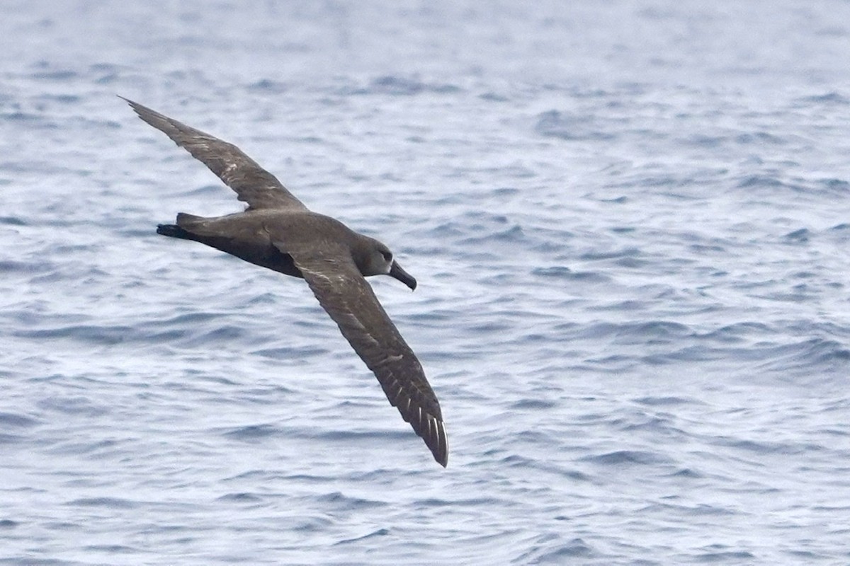 albatros černonohý - ML465910281