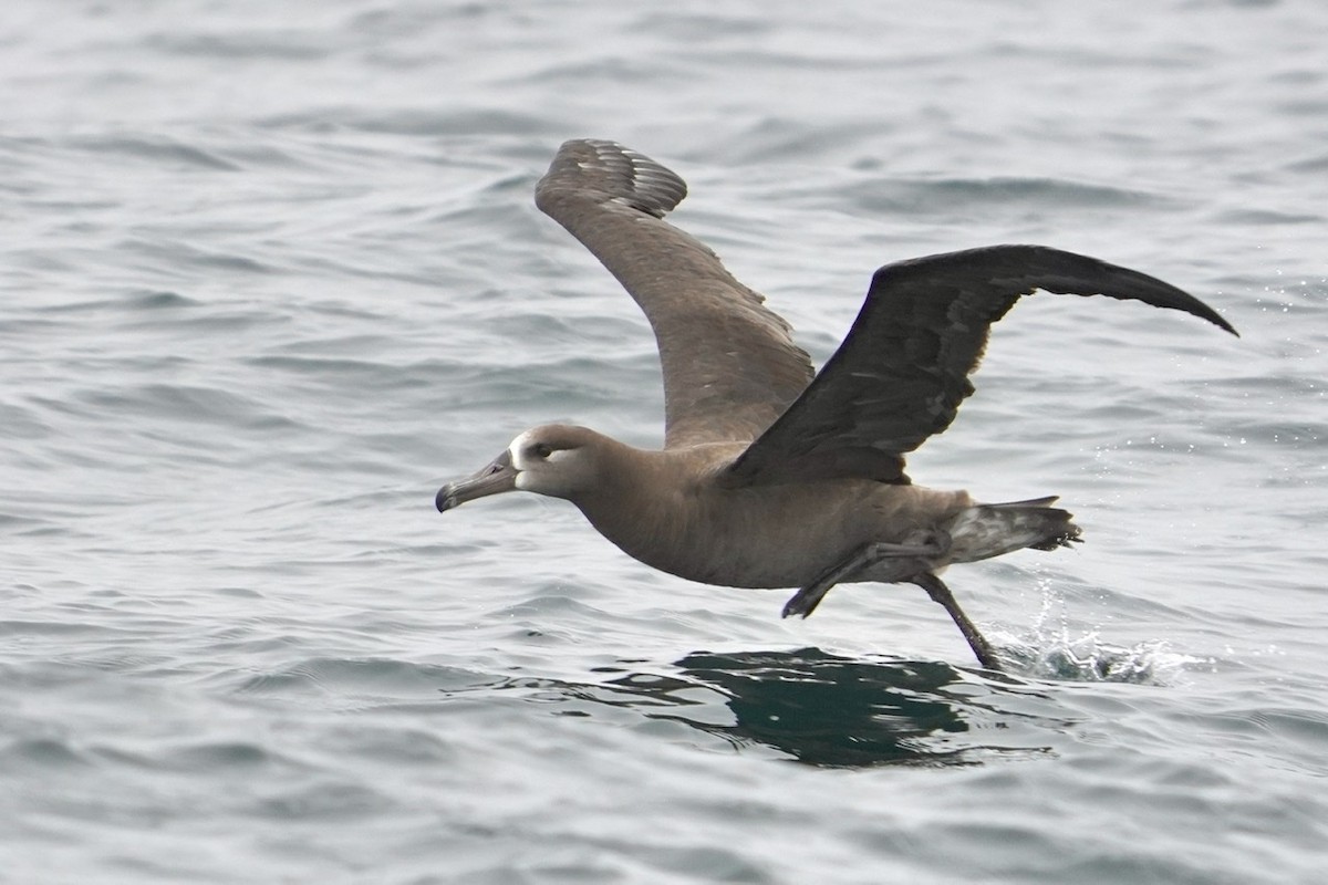 Albatros à pieds noirs - ML465910291