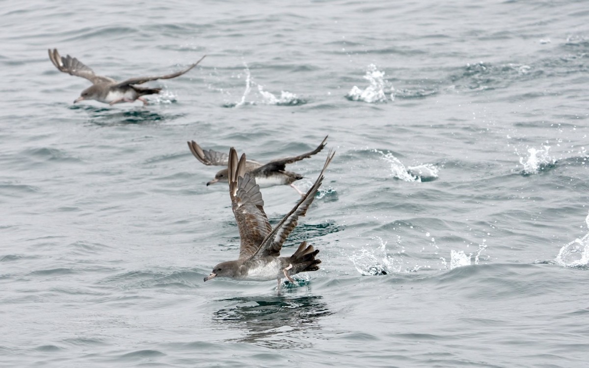 Pink-footed Shearwater - ML465910311