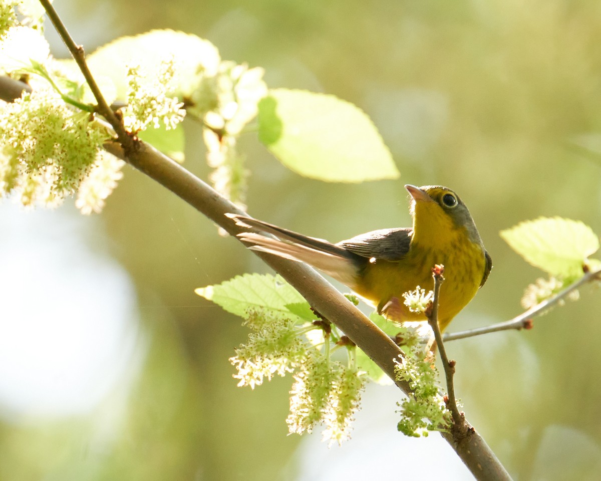 Canada Warbler - ML465910351