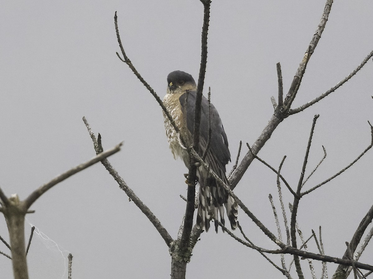 Sharp-shinned Hawk - ML465910841