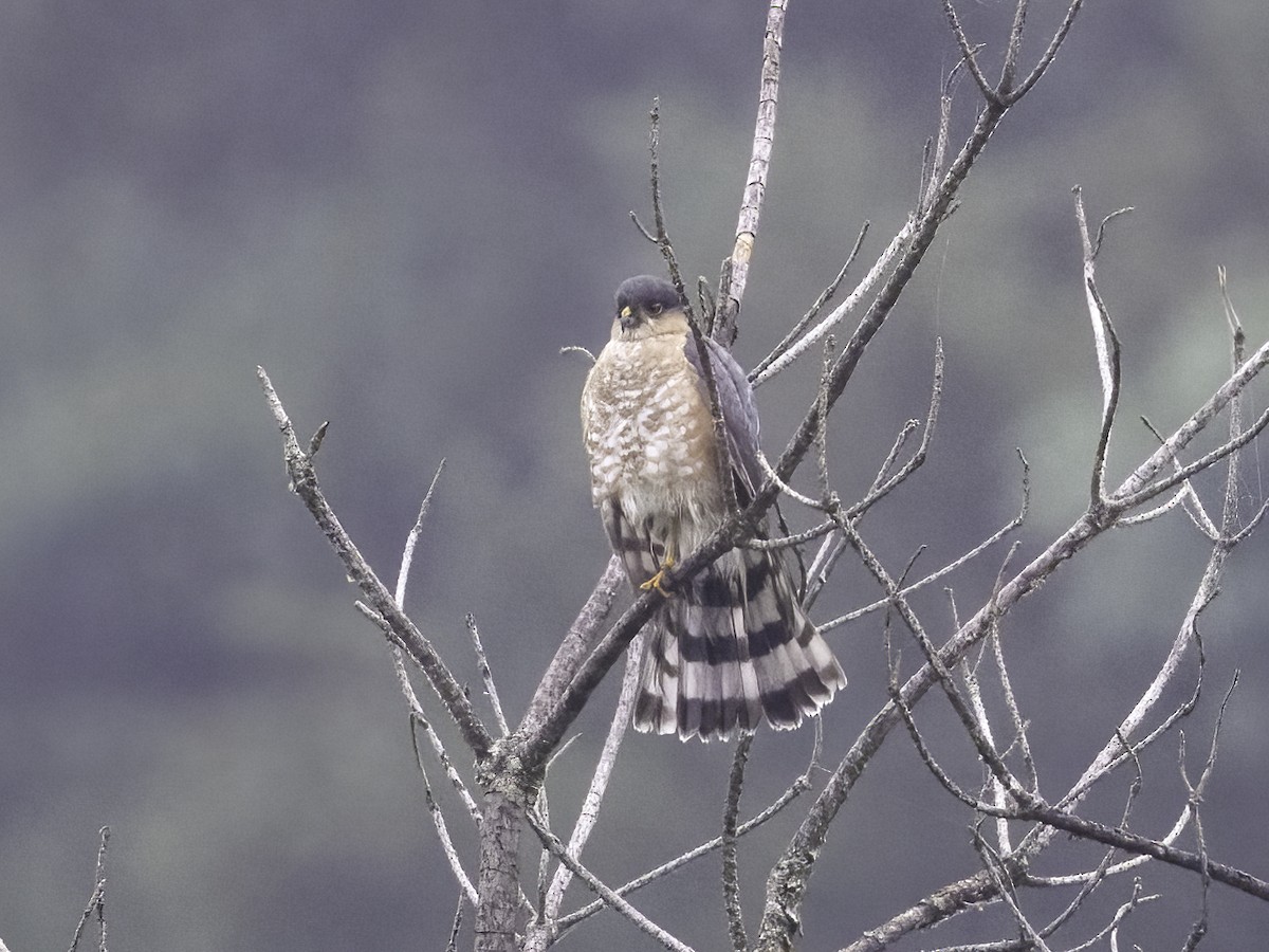Sharp-shinned Hawk - ML465910851