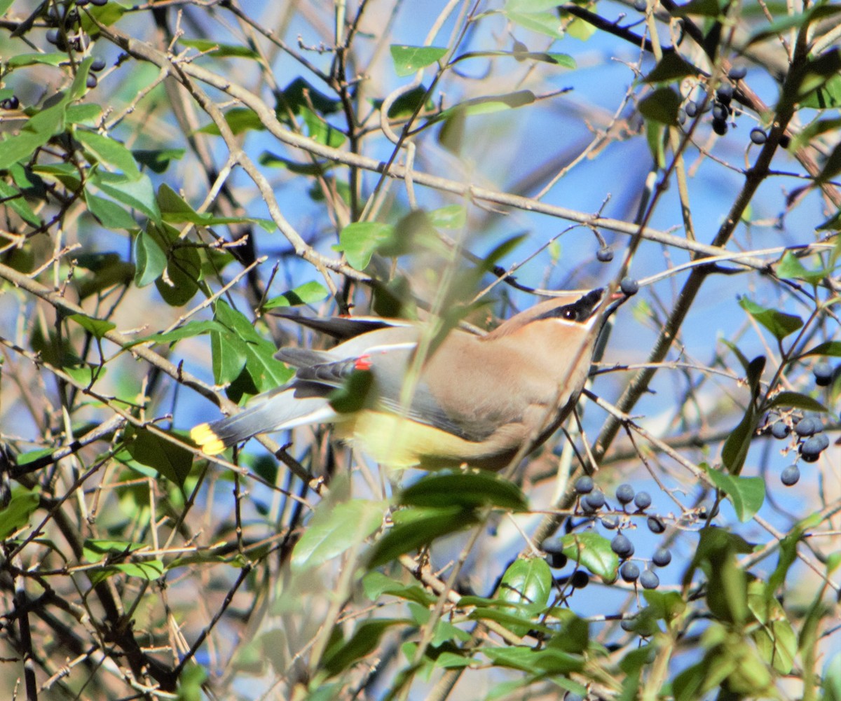 Cedar Waxwing - ML46591171