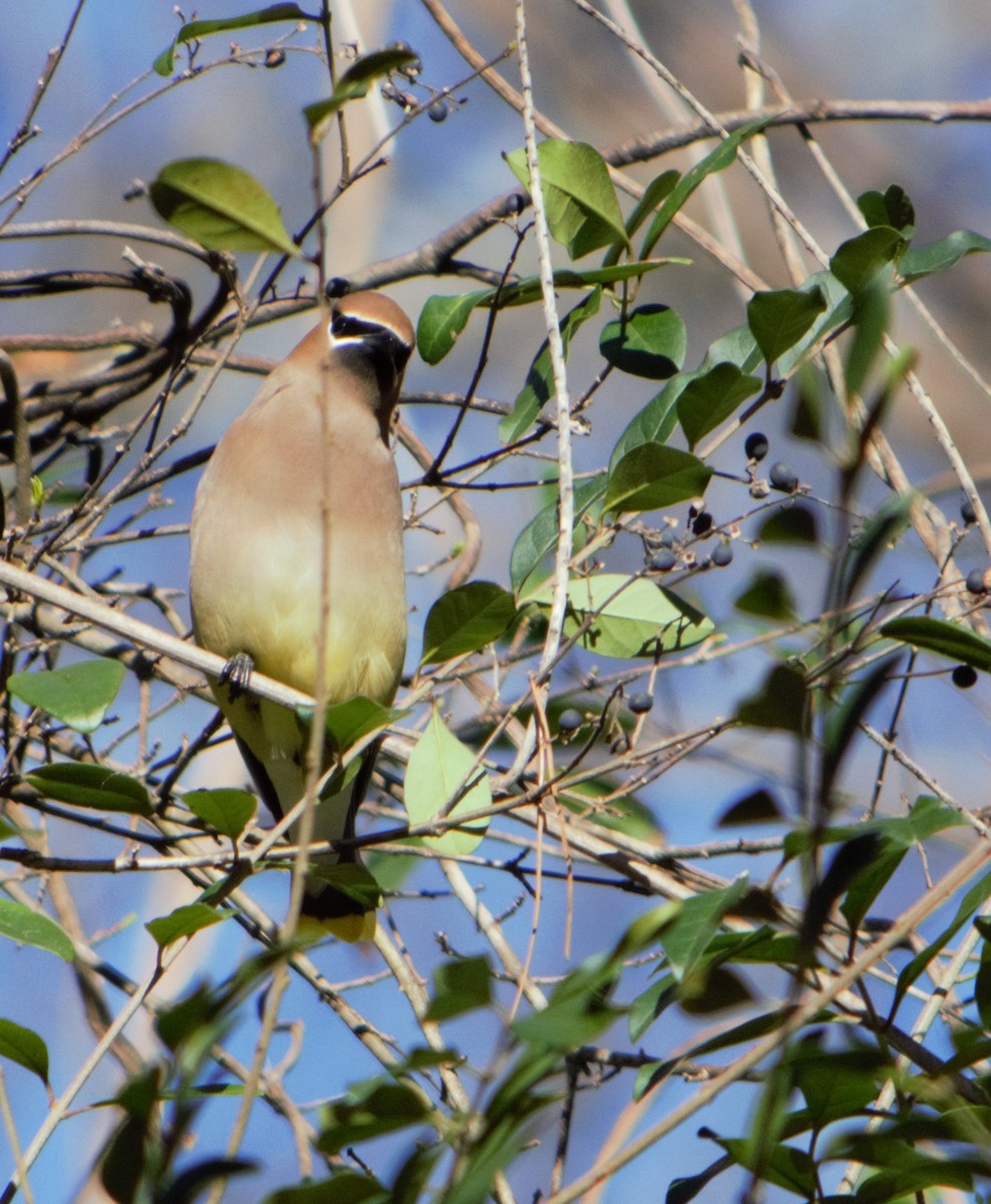 Cedar Waxwing - Megan and Patrick Blythe