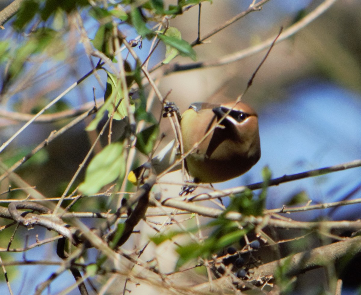 Cedar Waxwing - Megan and Patrick Blythe