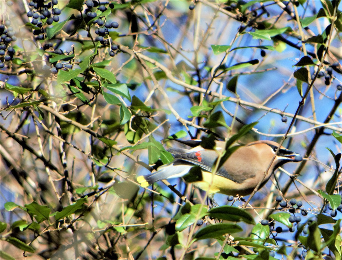 Cedar Waxwing - Megan and Patrick Blythe