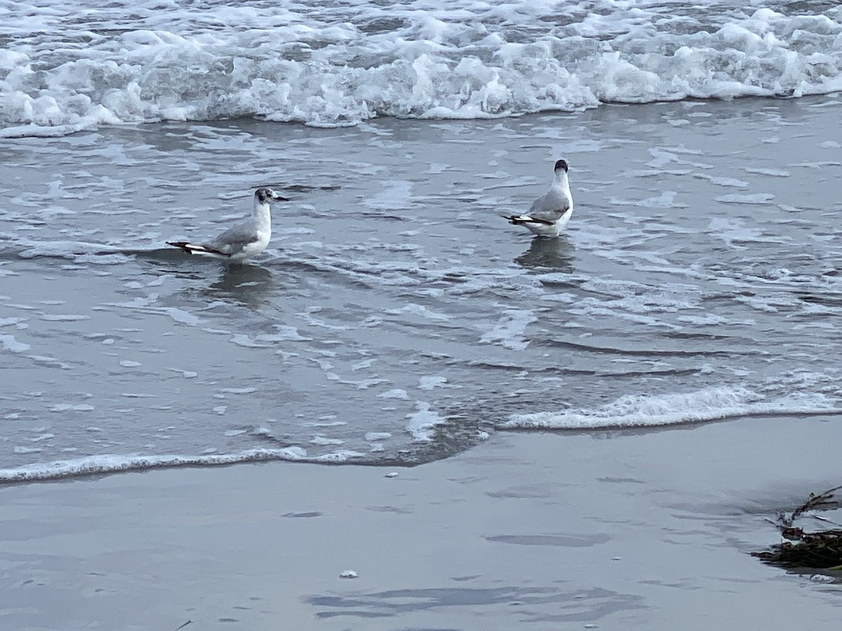 Bonaparte's Gull - ML465912311