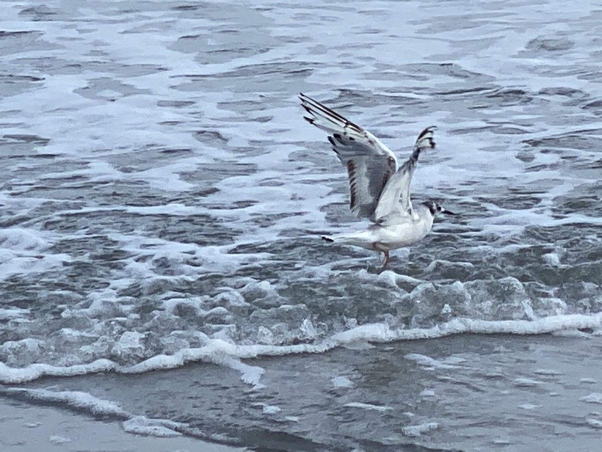 Bonaparte's Gull - Christopher Ellis