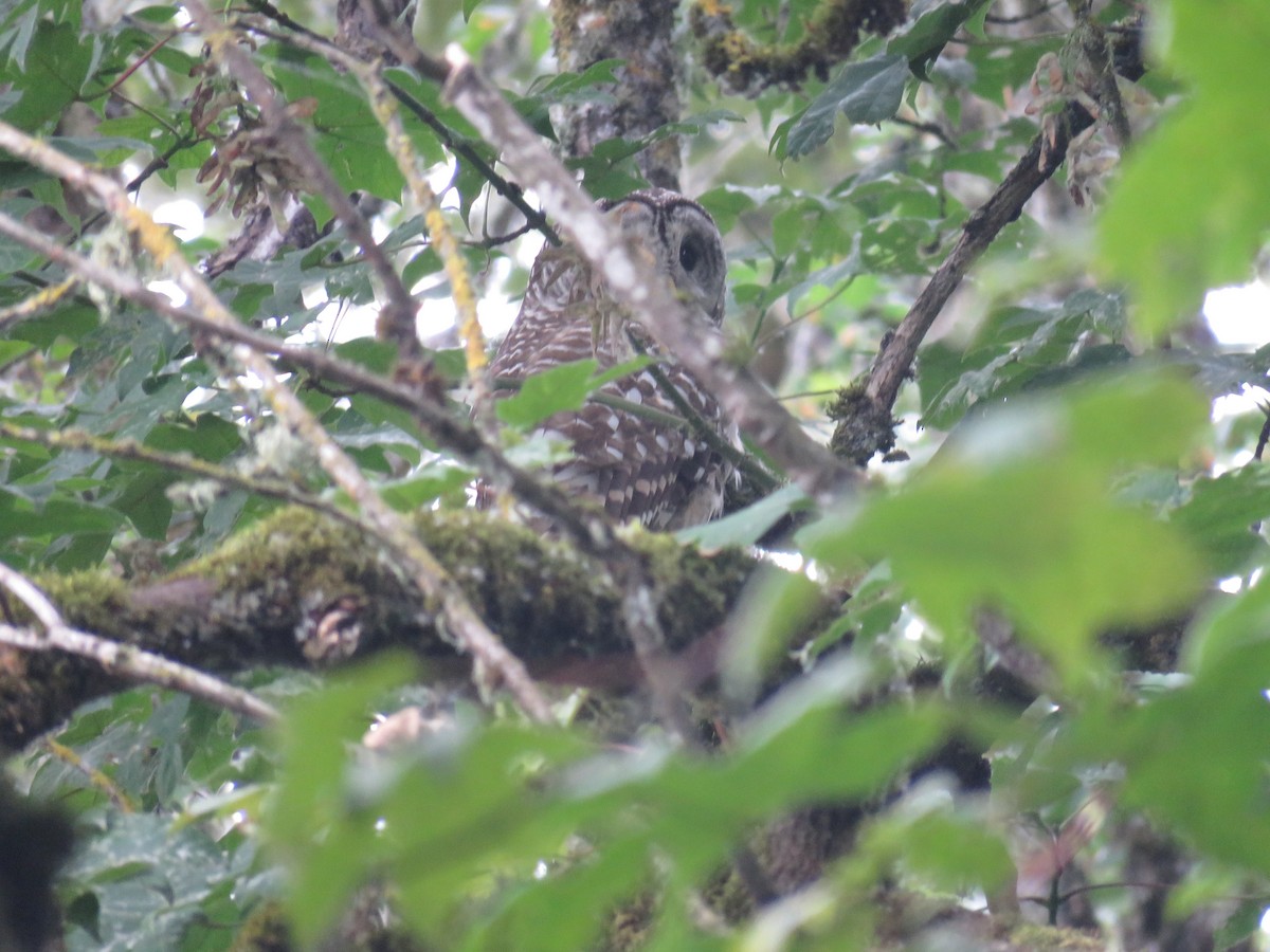 Barred Owl - ML465913591