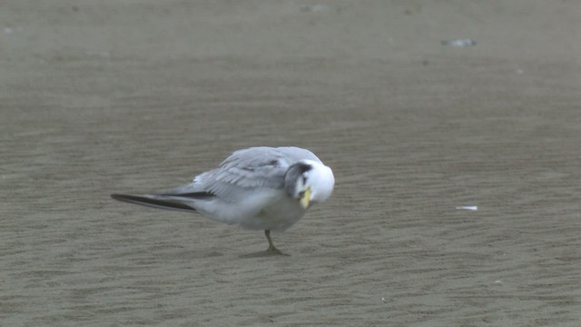 Yellow-billed Tern - ML465914