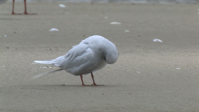 Snowy-crowned Tern - ML465915