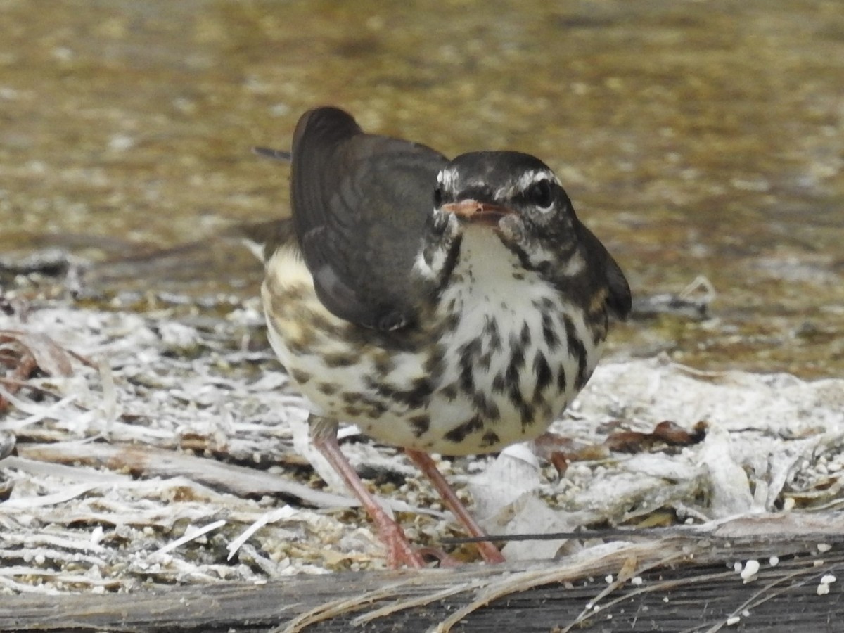 Louisiana Waterthrush - Jeffrey Gammon