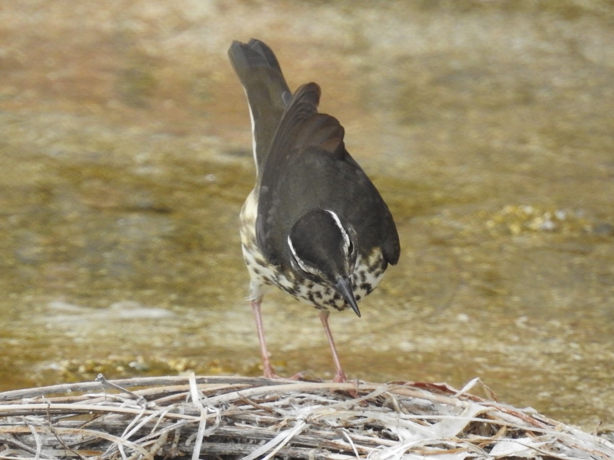 Louisiana Waterthrush - Jeffrey Gammon