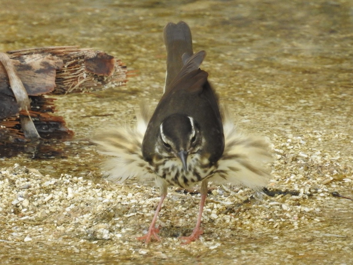 Louisiana Waterthrush - ML465915801