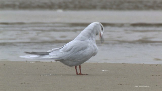 Snowy-crowned Tern - ML465916