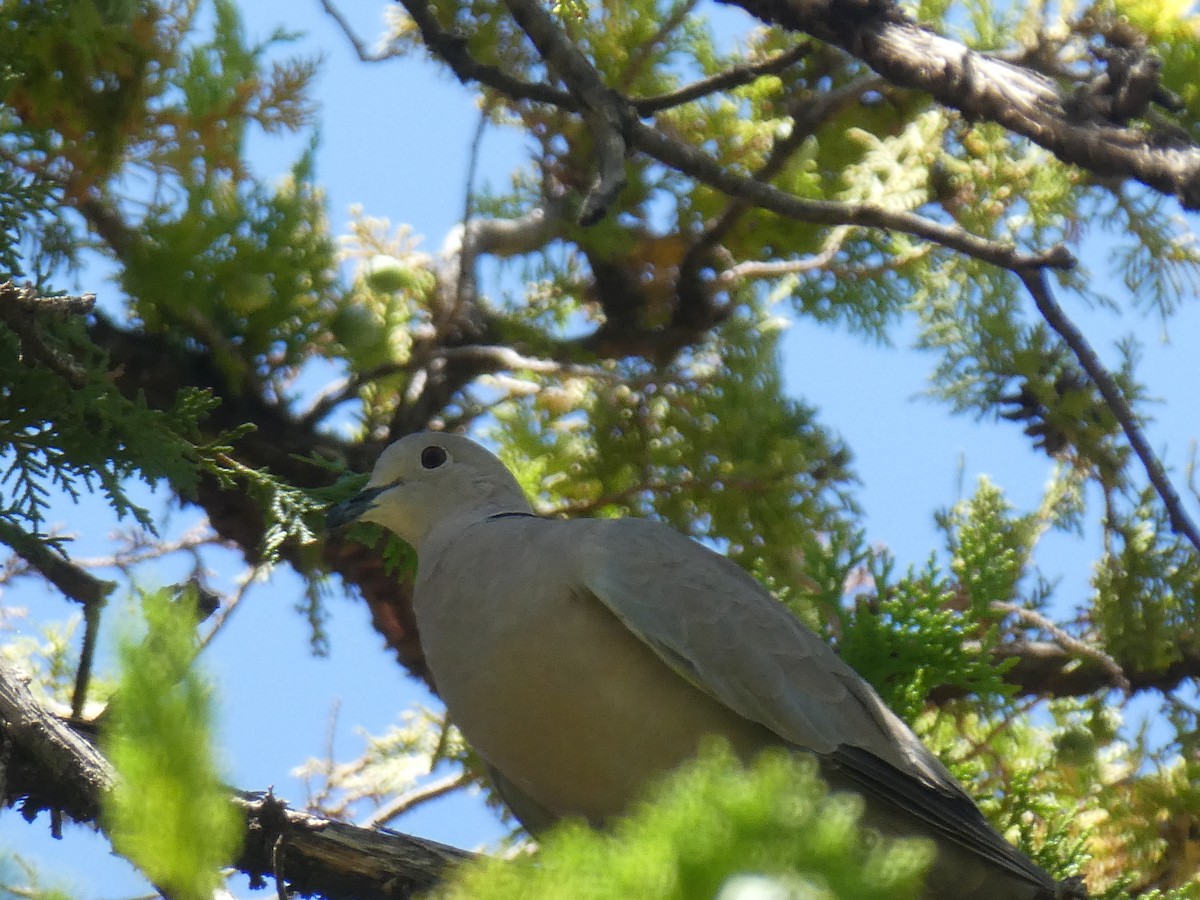 Eurasian Collared-Dove - ML465916931