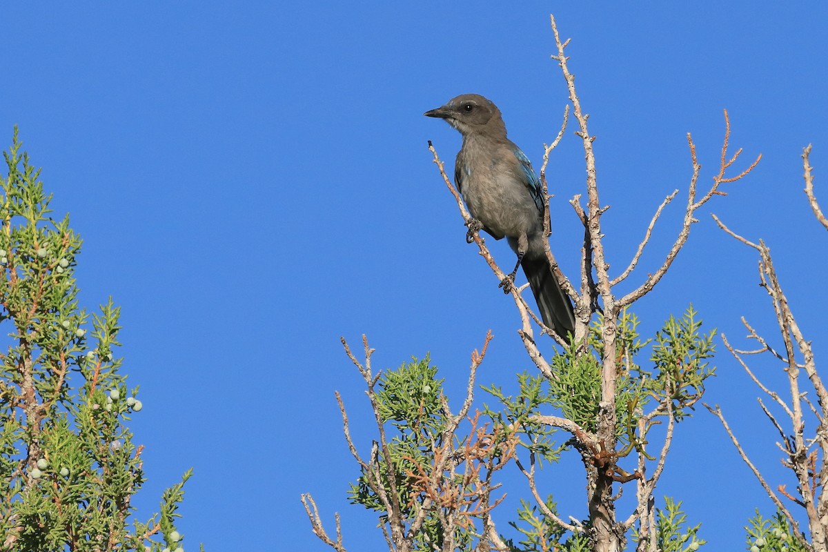 Woodhouse's Scrub-Jay - ML465917251