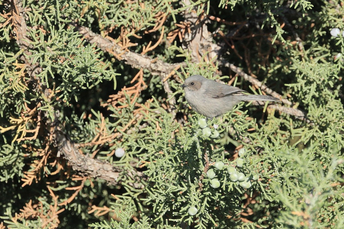 Bushtit - ML465917301