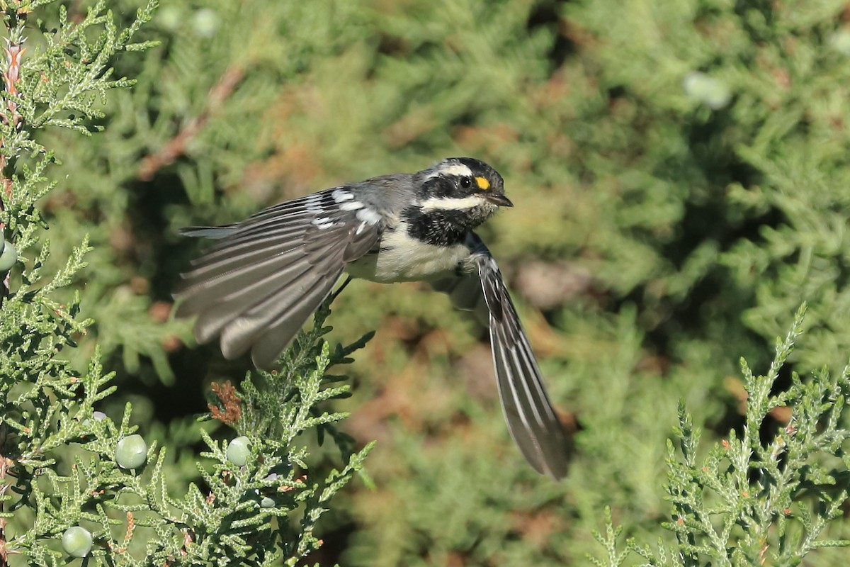 Black-throated Gray Warbler - ML465917381