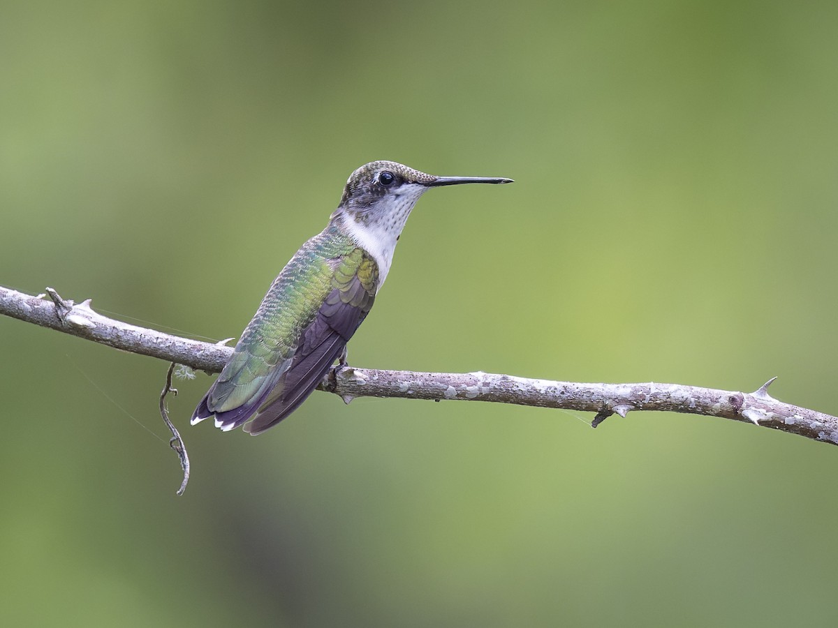 Colibri à gorge rubis - ML465919751