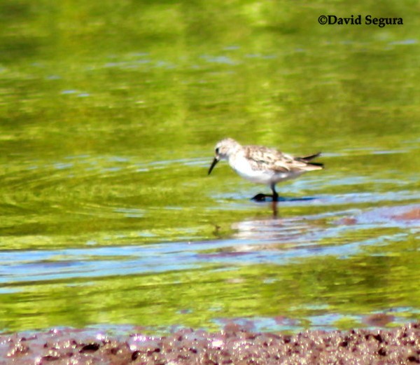 Bécasseau d'Alaska - ML465919881