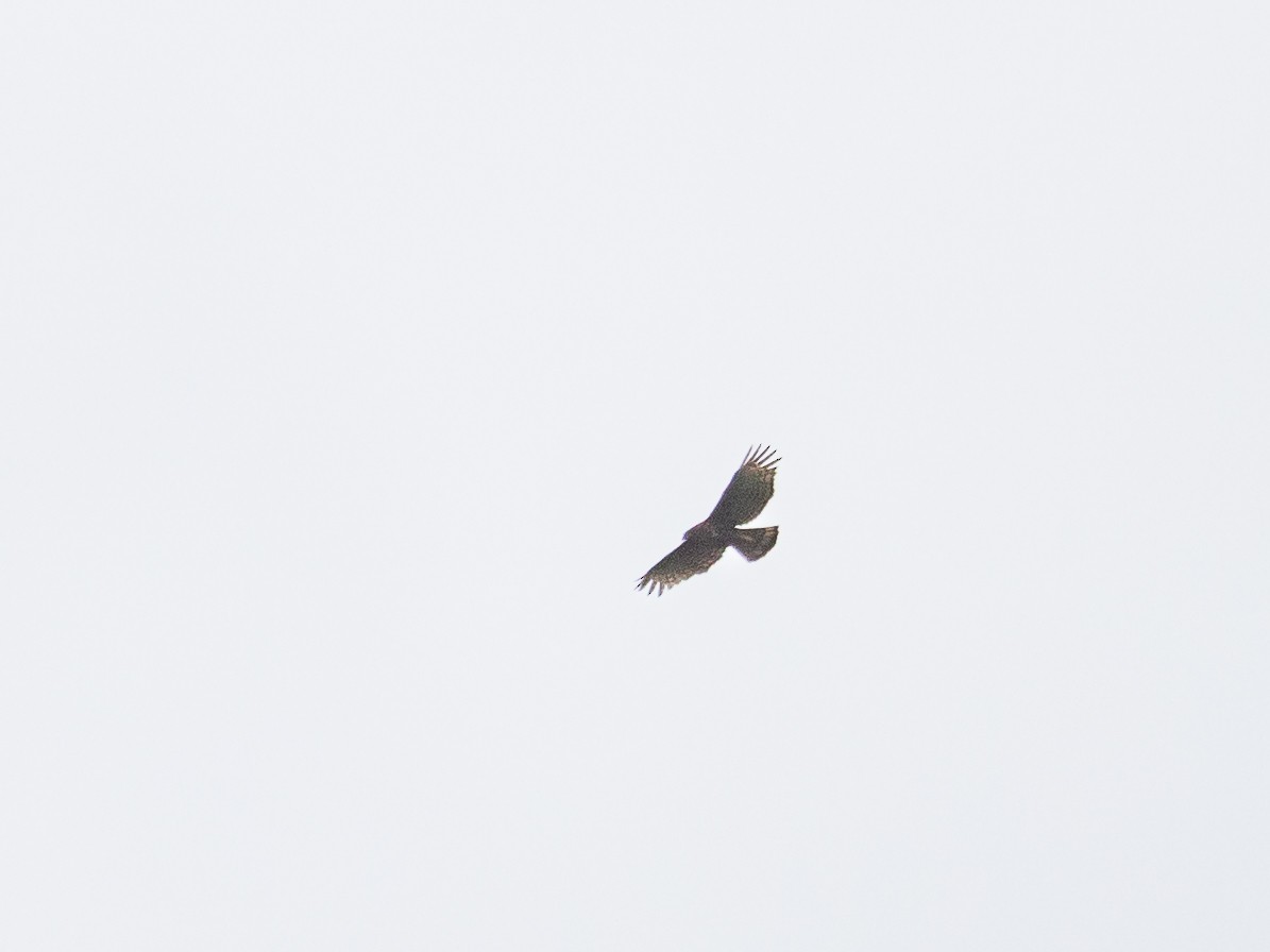 Changeable Hawk-Eagle - ML465922161